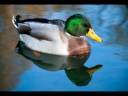 Birding in the San Juan Islands