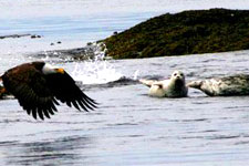 A Bald Eagle's wings nearly touching the water as he flies past harbor seals.