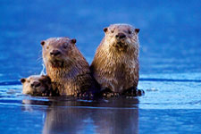 A family of otters.