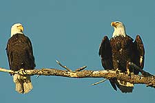 Two bald eagles take in the afternoon sun. Cattle Point, San Juan Island.