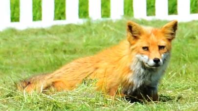 Wild fox at American Camp , San Juan Islands. Image courtesy of Intrepidor.com