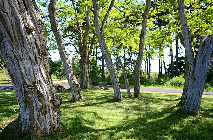 American Camp, San Juan Island. Image courtesy of Intrepidor.com