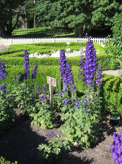 Flowers in the Formal gardens, British Camp San Juan Island