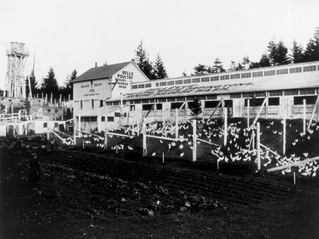 Bellevue Poultry Farm, Roche Harbor