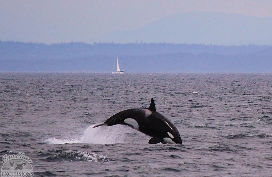Orca whale sighting in the San Juan Islands on a Sailing Charter