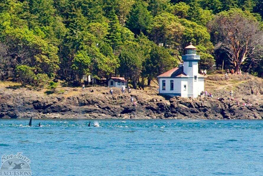 Whales viewed from Lime Kiln State Park