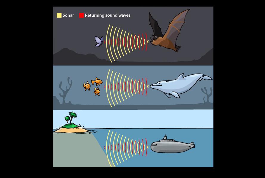 Only Odontoceti use echolocation