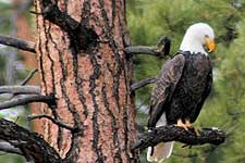  A bald eagle on Orcas Island