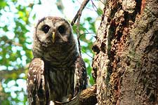 A Barred Owl on Orcas Island.