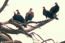 Turkey Vultures on Orcas Island