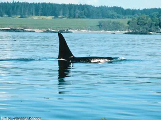 Orca whales as seen from a whale watching tour off of San Juan Island