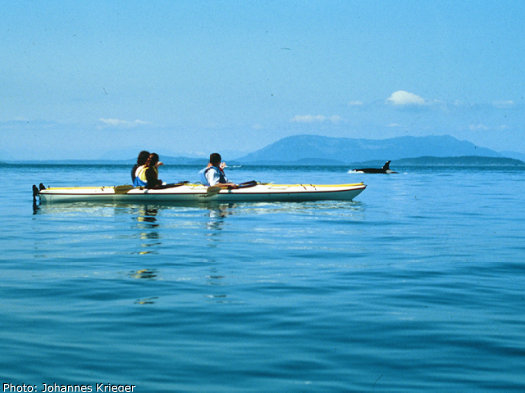 Sea kayakers observing an orca whale