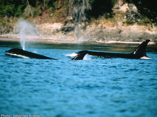 Orca whales as seen from a whale watching tour out of Friday Harbor