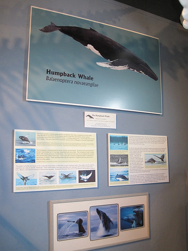 An exhibit at the Whale Museum, Friday Harbor Washington.