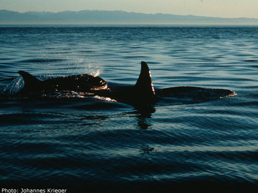 Orca whales as seen from a whale watching tour off of San Juan Island