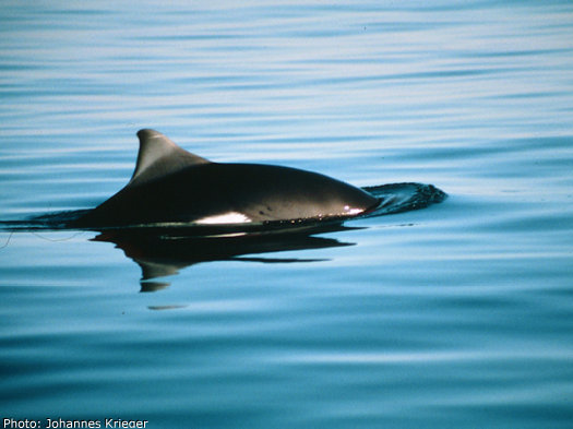 A Harbor Porpoise off of San Juan Island