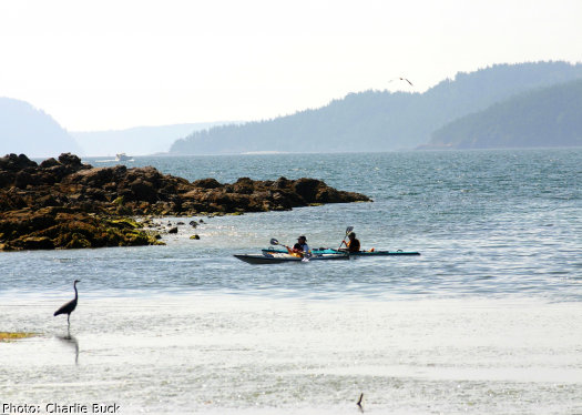 Sea kayakers observe a blue heron on an Orcas Island Sea kayaking tour.