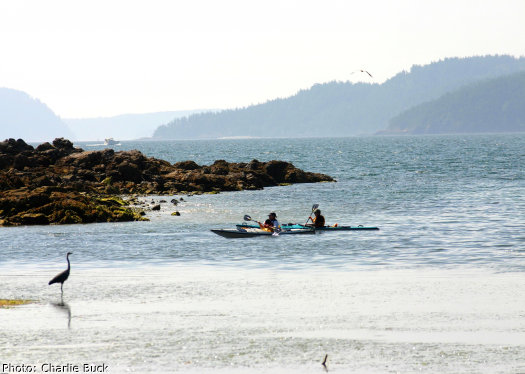 Sea kayakers observe a blue heron on an Orcas Island Sea kayaking tour.