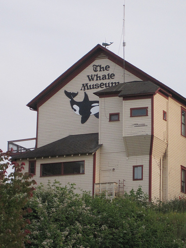 An exhibit at the Whale Museum, Friday Harbor Washington.