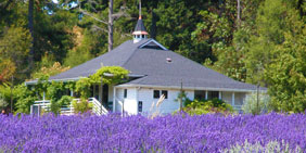 Pelindaba Lavender Farm on San Juan Island