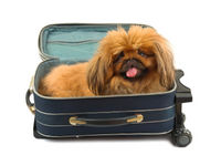 Can I bring my dog/pet to a vacation rental on Lopez, Orcas, or San Juan Island?