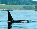 Whale Watching in the San Juan Islands